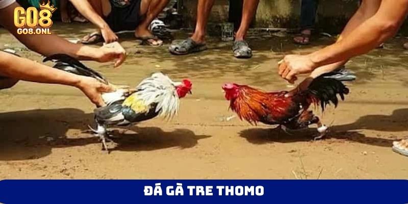 Đá gà tre Thomo
