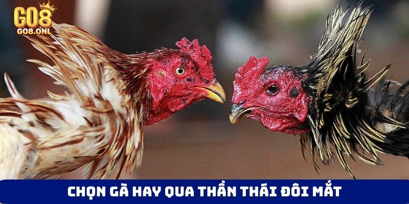 Chọn gà hay qua thần thái đôi mắt